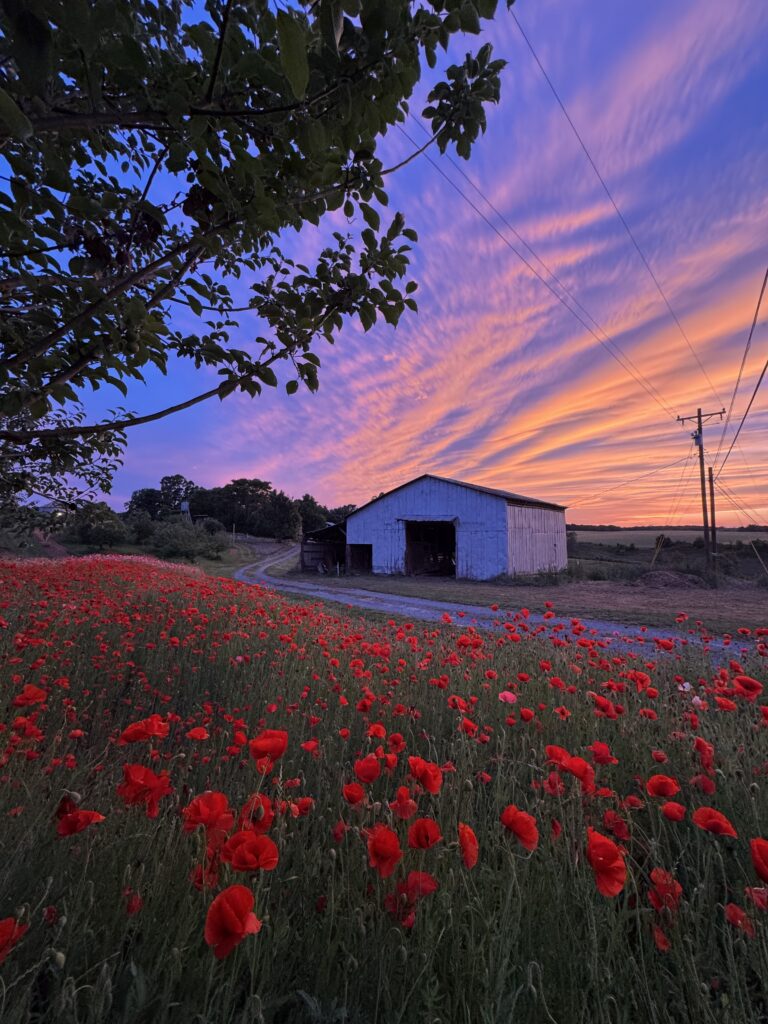 Beautiful photo taken during the poppy season in the Spring of 2026.