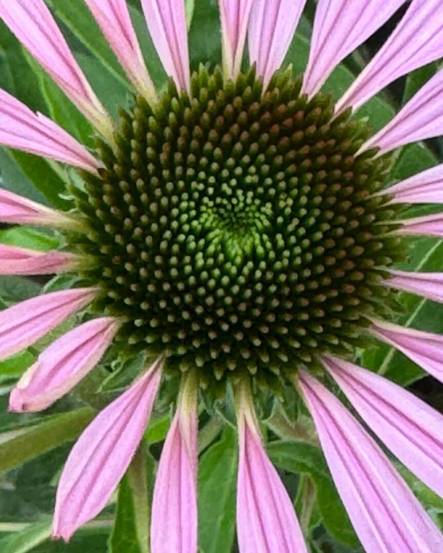 Image gallery image
